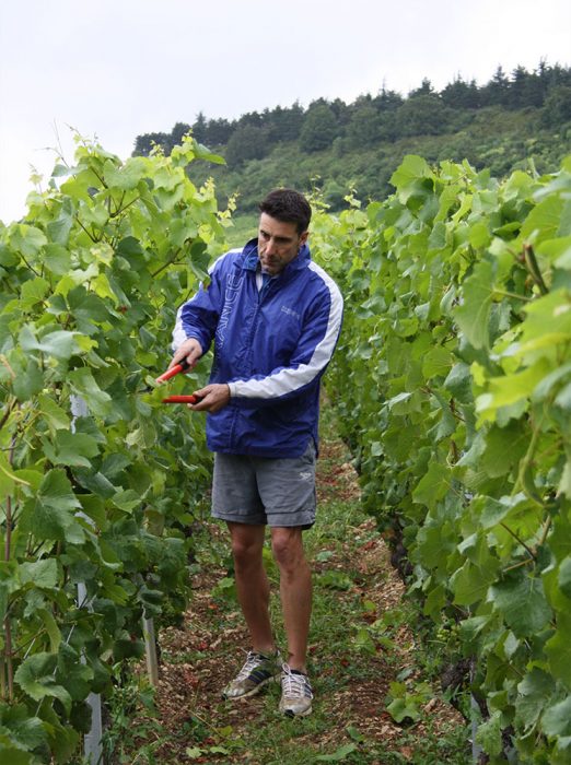 Bruno Lorenzon rognant les vignes