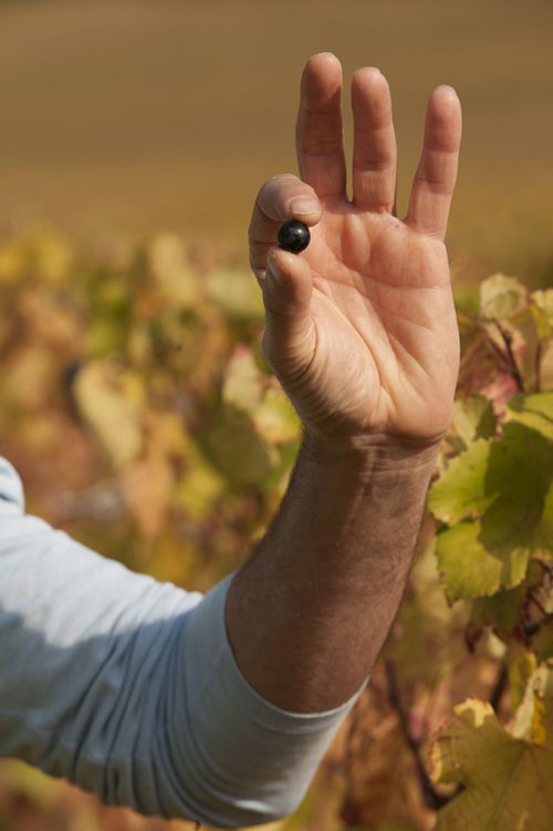 la vigne - grain de raisin Lorenzon